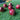 Kookaburra PACE - Leather Ball