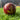 Kookaburra PACE - Leather Ball